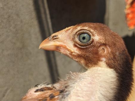 Bird Eye - Free Stock Photo