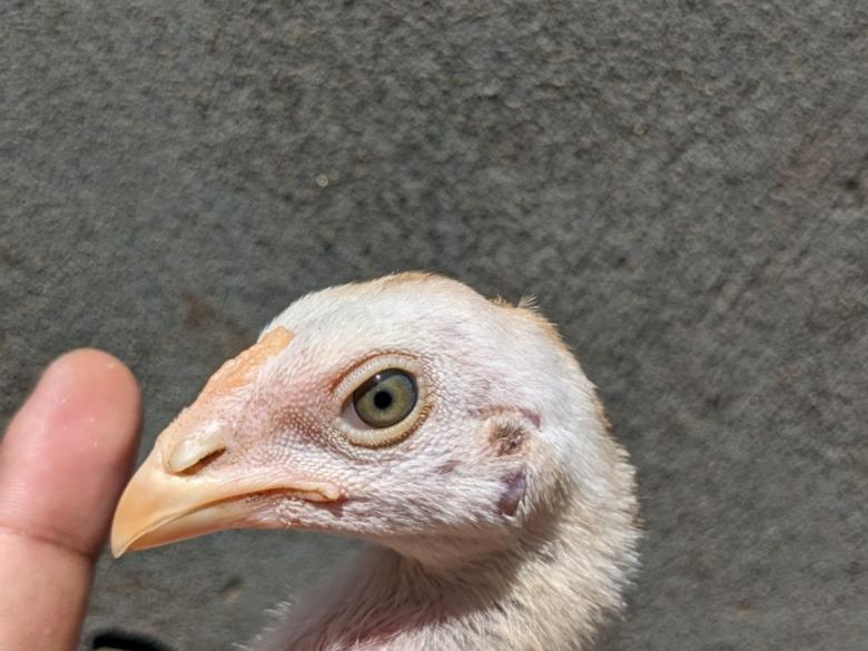 Free stock image of Baby Chicken created by Elisa Jhon - PhotoGrapher