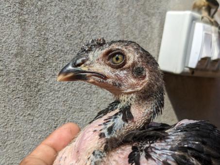 Young Chicken - Free Stock Photo