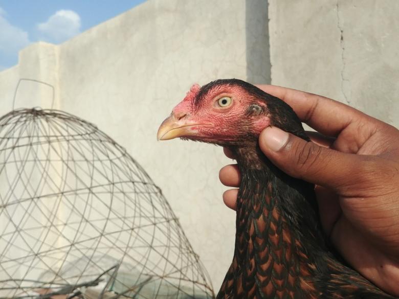 Free stock image of Asil Chicken created by Muhammad Ali