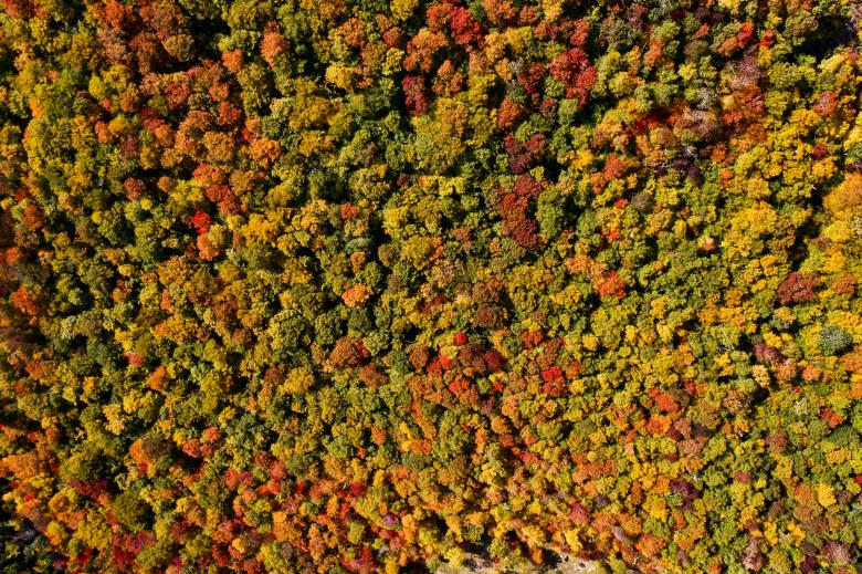 Free stock image of Fall forest aerial created by JJ Sky