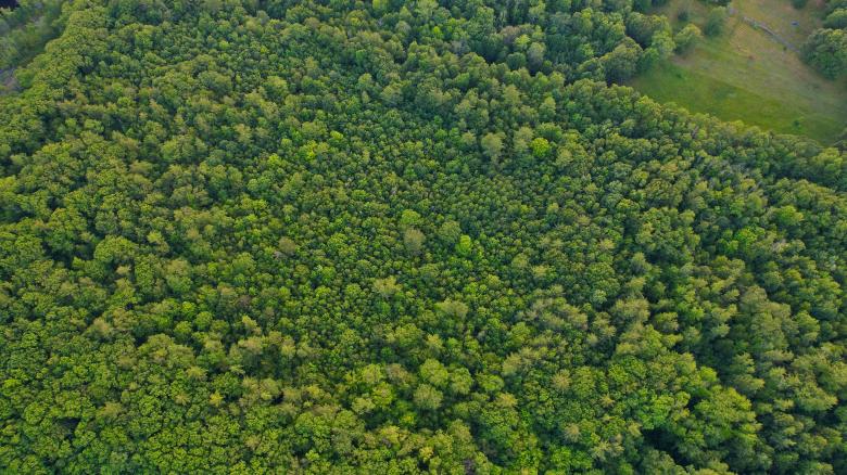 Free stock image of Forest aerial created by JJ Sky