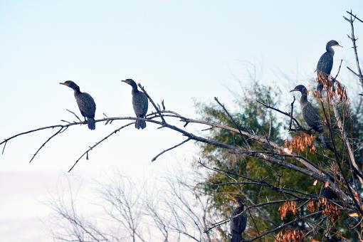 Birds of the Yolo Bypass - Free Stock Photo