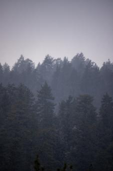 Free Stock Photo of Snowy forest