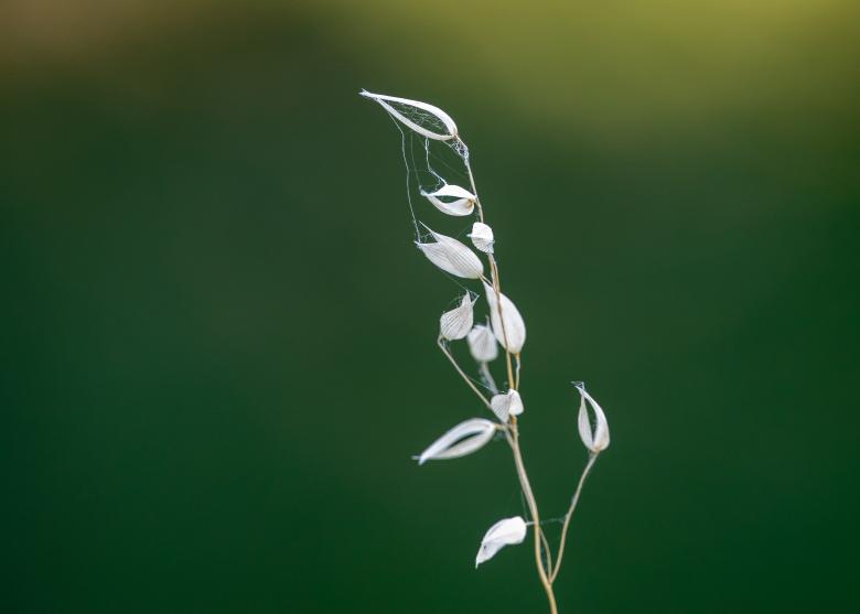 Free stock image of Wild plant nature created by Matt Bango