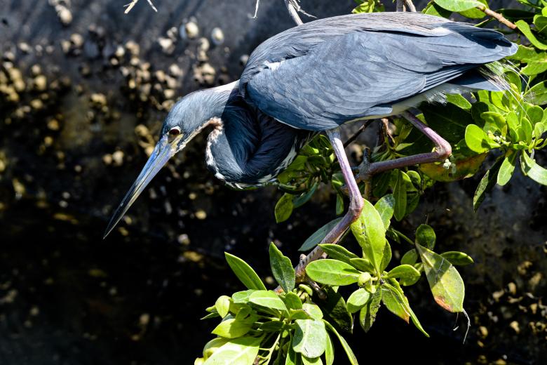 Free stock image of Blue Heron Fishing created by Aqeela_Image