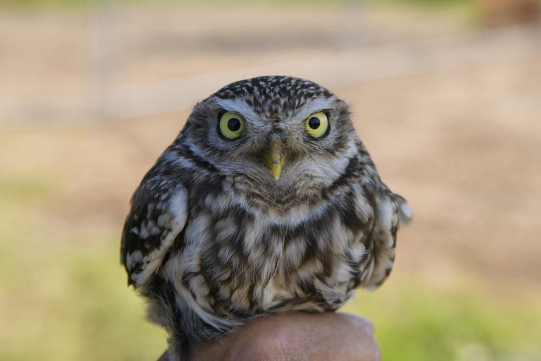 Free stock image of Small owl created by Aqeela_Image