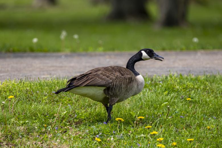 Free stock image of Canada Goose at Berlin Lake created by Aqeela_Image