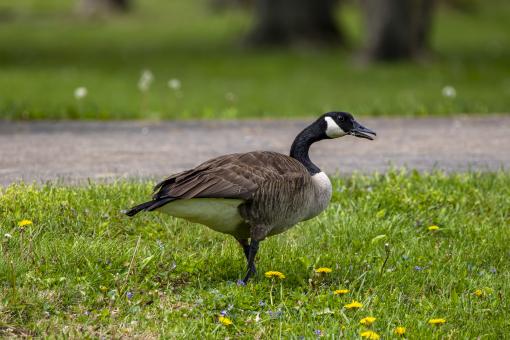 Canada Goose at Berlin Lake - Free Stock Photo