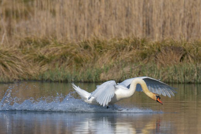 Free stock image of Swan Landing created by Aqeela_Image