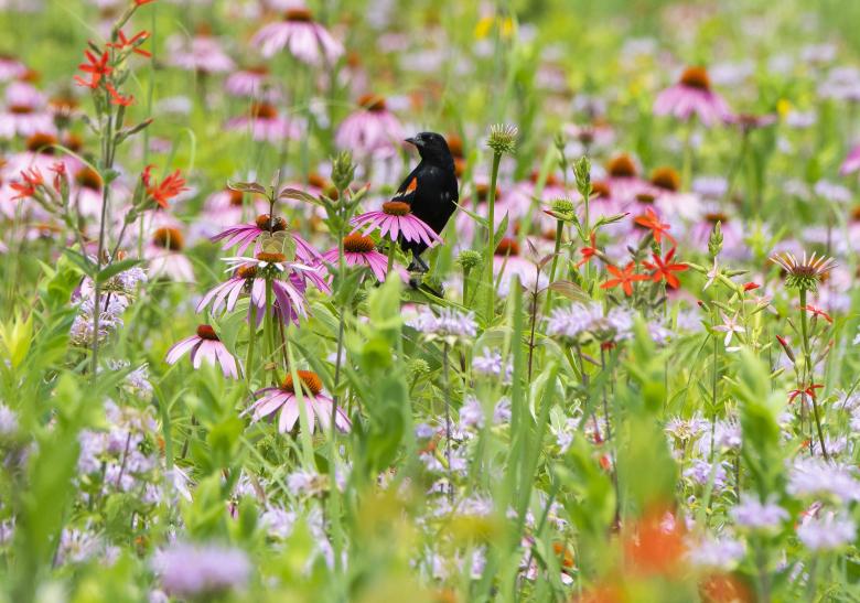Free stock image of A red-wing blackbird created by Aqeela_Image