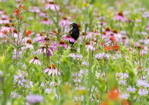 A red-wing blackbird - Free Stock Photo