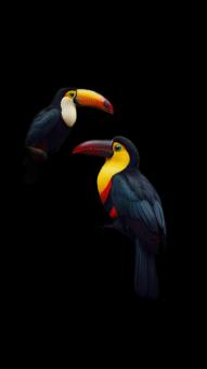 The Hornbill with colorful feathers and distinctive beaks.