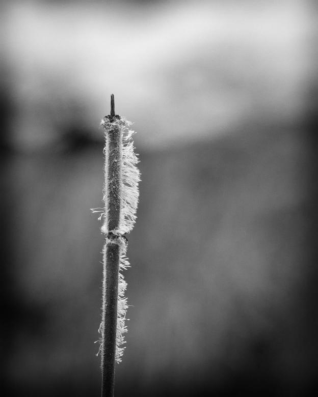 Free stock image of Cattail created by Geoffrey Whiteway