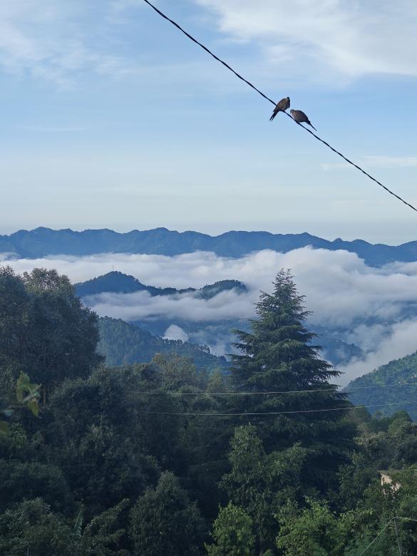 Free stock image of Birds on a wire created by Sanjay Kumar