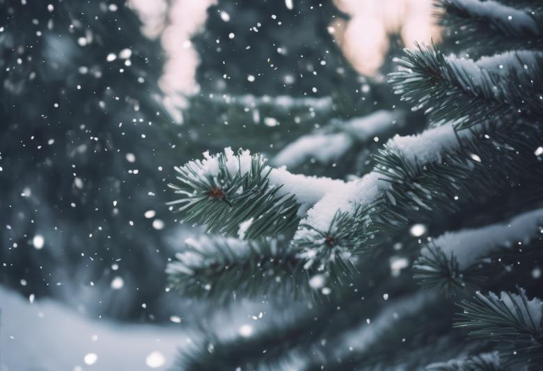 Free stock image of Snow Fell on the Pine Trees for Winter Background created by StayWeird