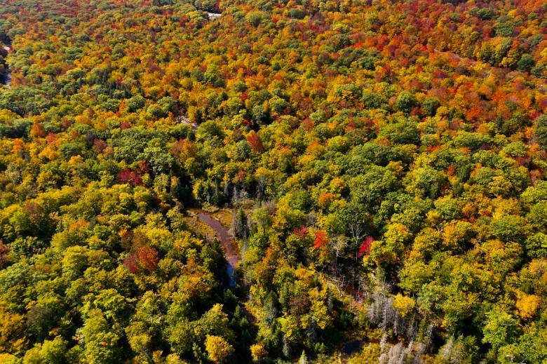 Free stock image of Autumn foliage aerial created by JJ Sky