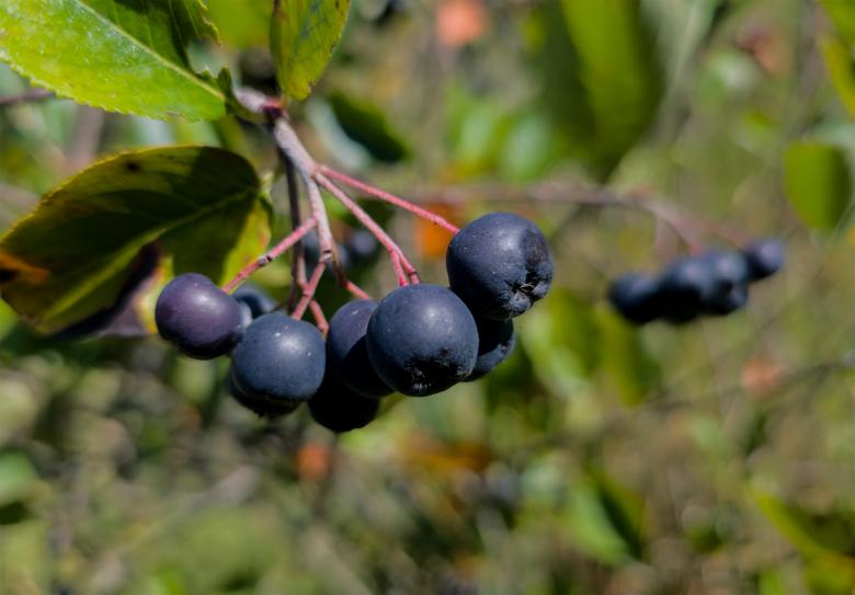 Free stock image of Wild berries created by Alen