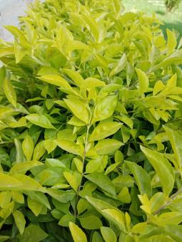 Beautiful green plants - Free Stock Photo