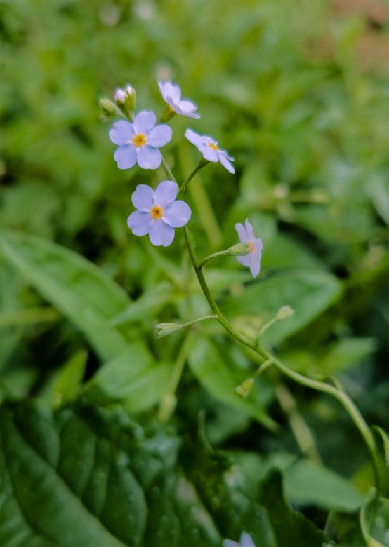 Free stock image of Puple Wildflower created by Alen