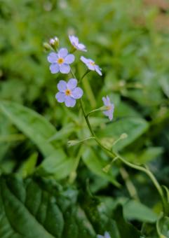 Puple Wildflower