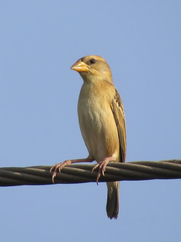 Free stock image of Baya weaver created by sylvester alphonso