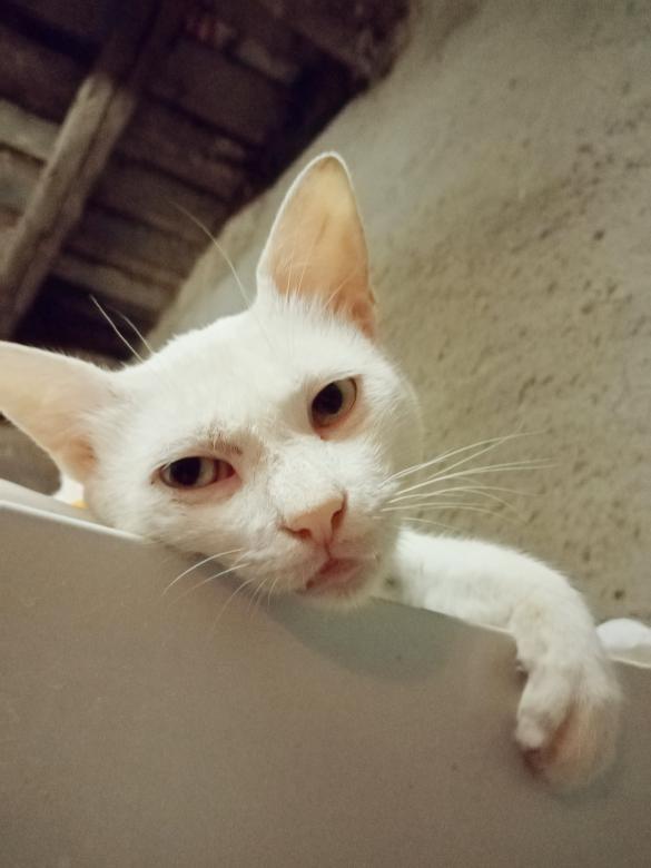 Free stock image of White Cat created by mahmoud osama