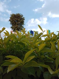 Home garden - Free Stock Photo