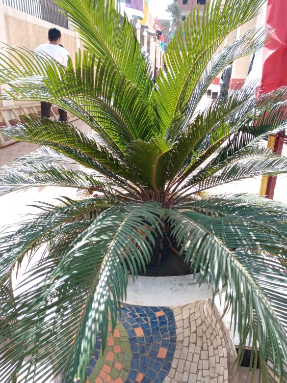 Free stock image of Small tree  created by mahmoud osama