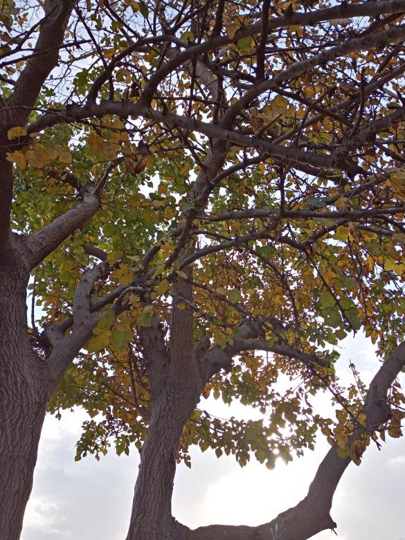 Free stock image of Beautiful colored trees created by mahmoud osama