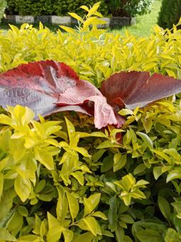 Beautiful plants - Free Stock Photo