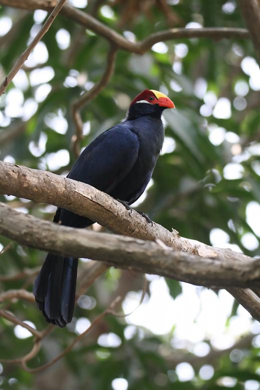 Free stock image of Violet turaco created by sylvester alphonso