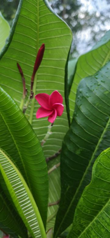 Free stock image of Delicate red flower created by Priya Melgandi