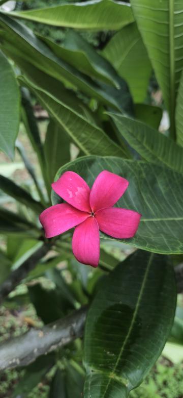 Free stock image of Pink flower blossom created by Priya Melgandi