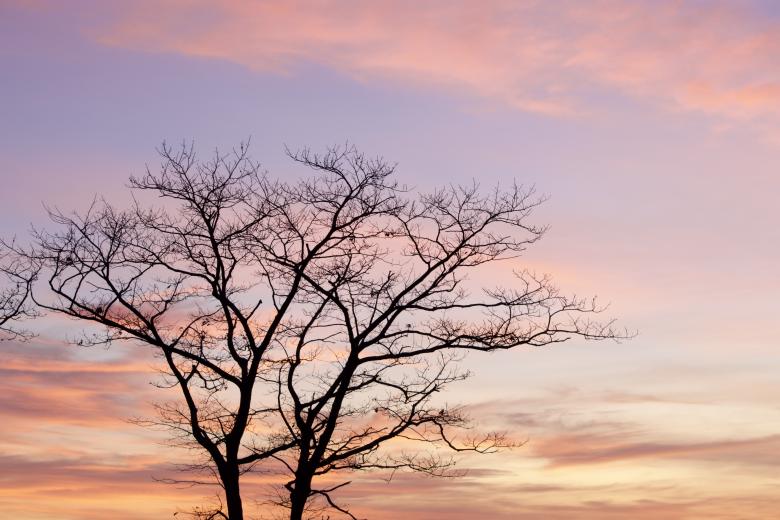 Free stock image of Tree sunset created by JJ Sky