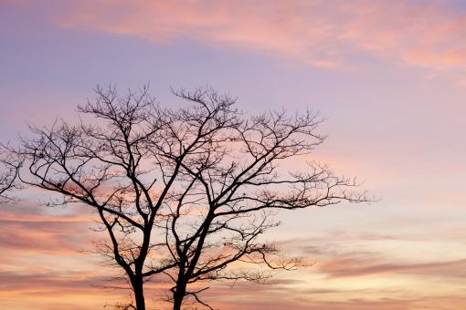 Tree sunset