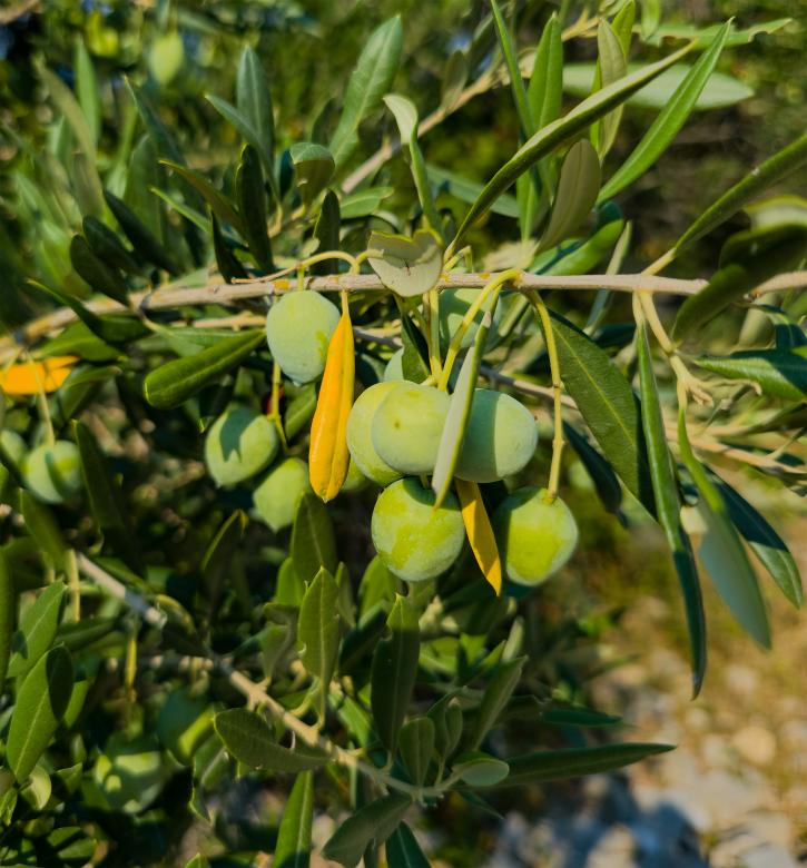 Free stock image of Green olives created by Alen