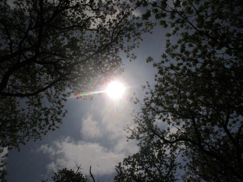 Free stock image of Sun through trees created by jeremy paul melugin