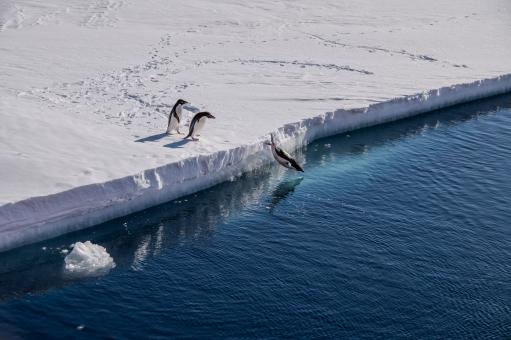 A group of adélie penguins are seen diving into