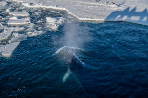 A minke whale blows in the channel recently broken