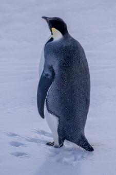 An emperor penguin is seen on the ice  - Free Stock Photo