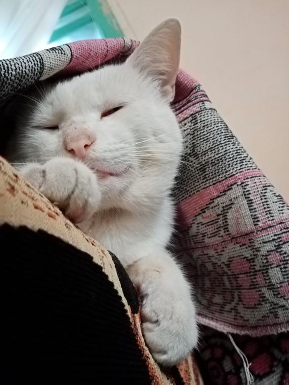 Free stock image of Sleeping cat created by mahmoud osama
