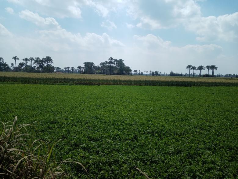 Free stock image of Landscape in green fields created by mahmoud osama