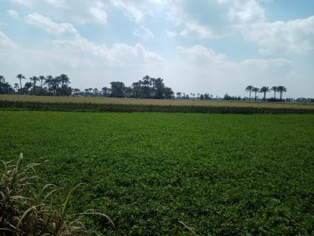 Landscape in green fields - Free Stock Photo