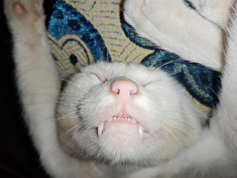 Free stock image of Sleeping cat  created by mahmoud osama