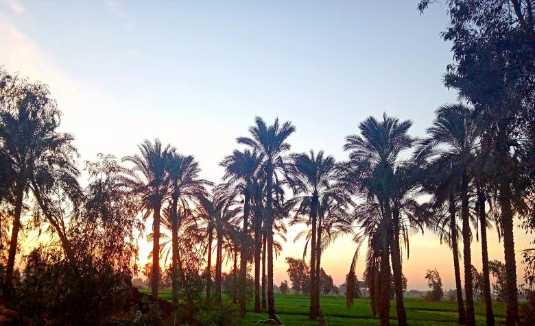 Free stock image of Sunset palm trees created by mahmoud osama