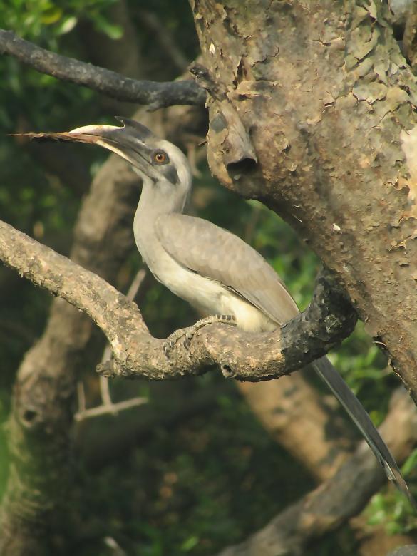 Free stock image of Indian Grey Hornbill created by sylvester alphonso