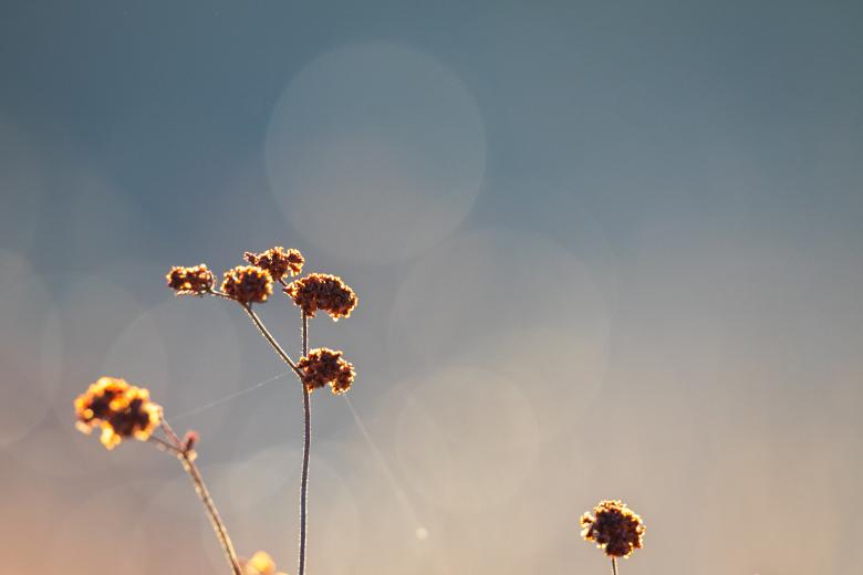 Free stock image of Wildflower background created by Matt Bango