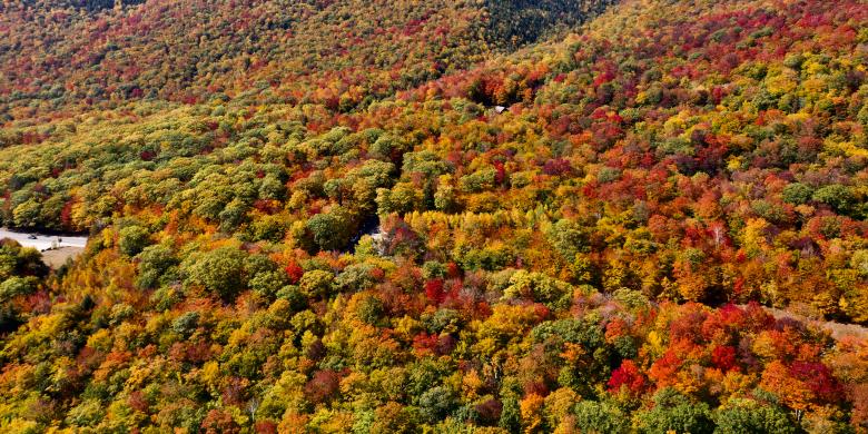 Free stock image of Scenic Fall Forest created by JJ Sky