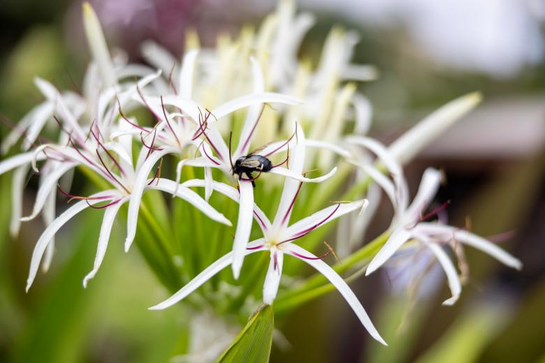 Free stock image of Bee and wildflower created by Matt Bango
